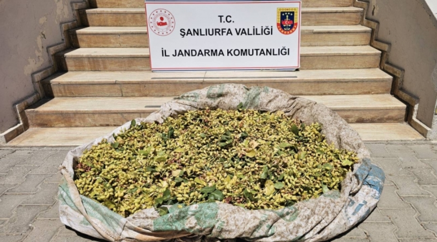 fistik-calan-4-supheli-380-kilo-urunle-yakalandi-i6a817dd42826b.jpg