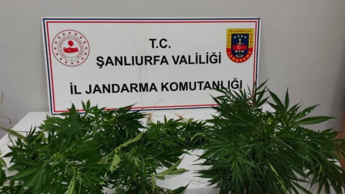 Halfeti ve Hilvan'da Baskın! Hint Keneviri Ele Geçirildi