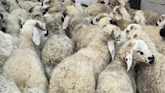 Şanlıurfa'da Pazarlık Savaşı! Alıcı ile Satıcı Karşı Karşıya