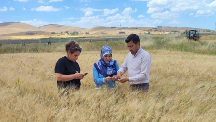 Şanlıurfa'da Tarla İncelemesi! Üreticide Yüzleri Güldüren Sonuç