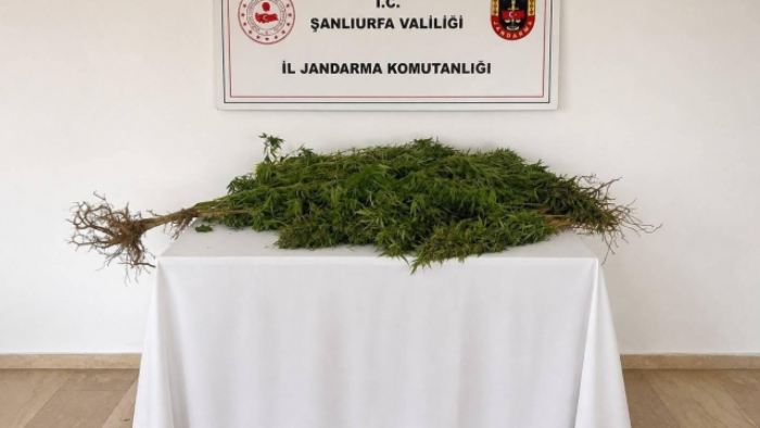 Yasa Dışı Kenevir Ektiği Belirlendi! Şanlıurfa'da Operasyon