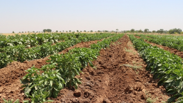 Şanlıurfa Büyükşehir Belediyesi Ata Tohumlarını Geleceğe Taşıyor
