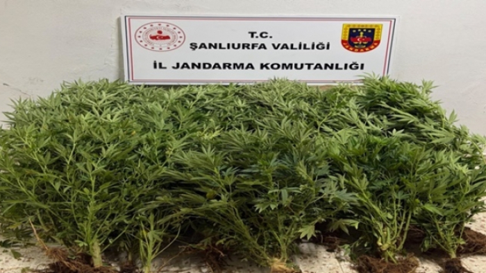 Şanlıurfa'da Yasa Dışı Kenevir Ekimi Mercek Altında! İki İlçede Operasyon