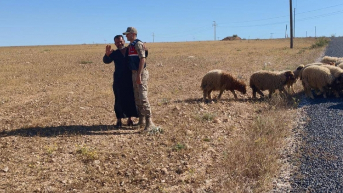 Harran'da kayıp koyunlar bulundu