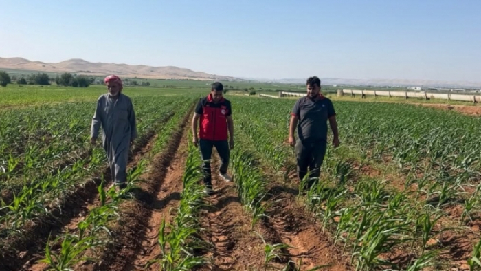 İzgi, Eyyübiye'de Mısır Tarlaları İncelendi