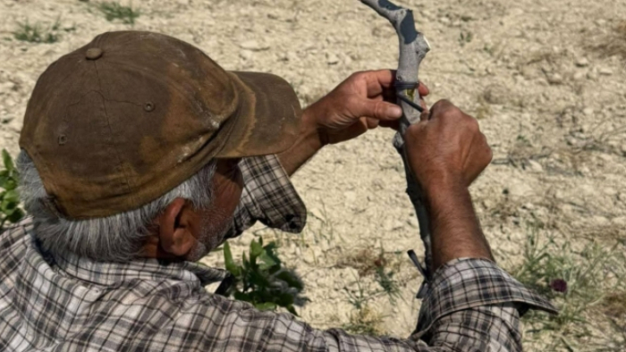 Şanlıurfa'da Kavurucu Sıcakta Fıstık Kalem Aşısı Mesaisi Başladı